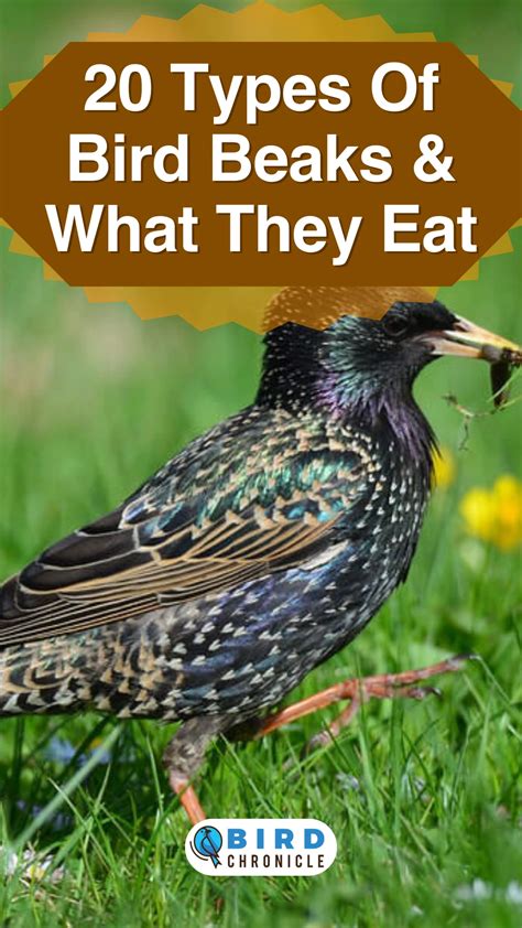 20 Types Of Bird Beaks & What They Eat (With Pictures).